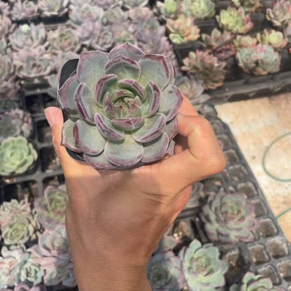 134. Echeveria ‘Champagne’