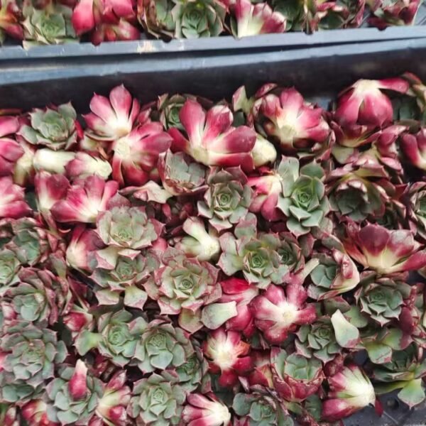 062. Echeveria ‘longissima