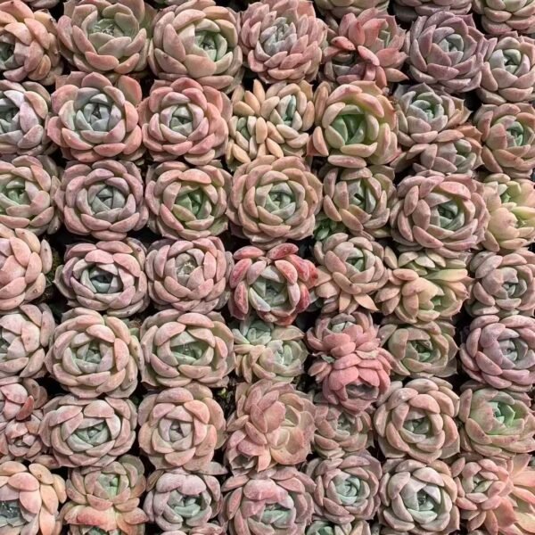 155. Othonna capensis ‘Ruby Necklace’