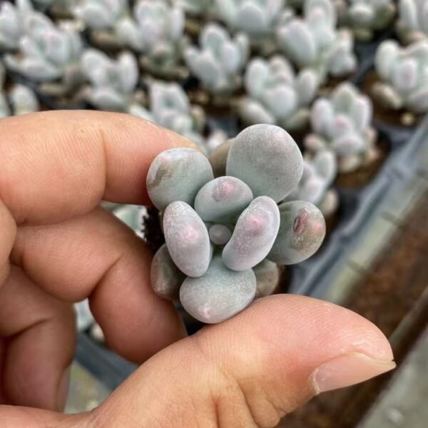 151. Pachyphytum ‘Blue Haze’