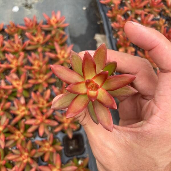 204. Sedum adolphii ‘Firestorm’