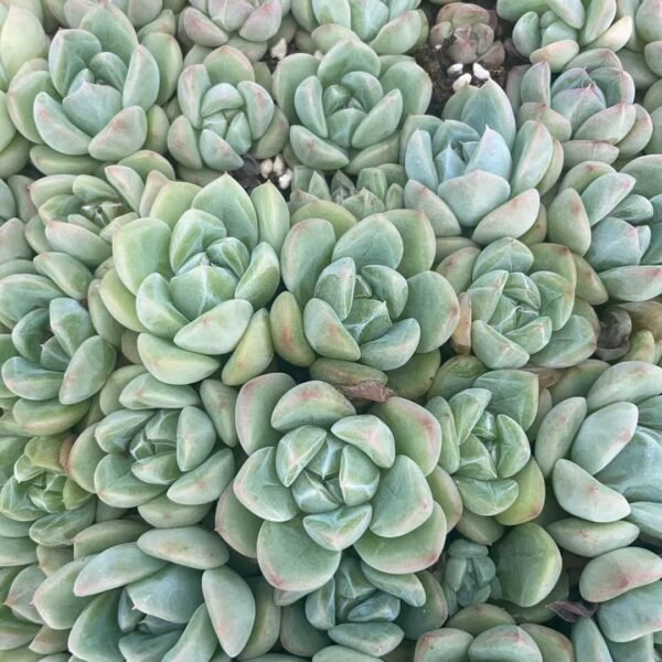 044. hybridization
