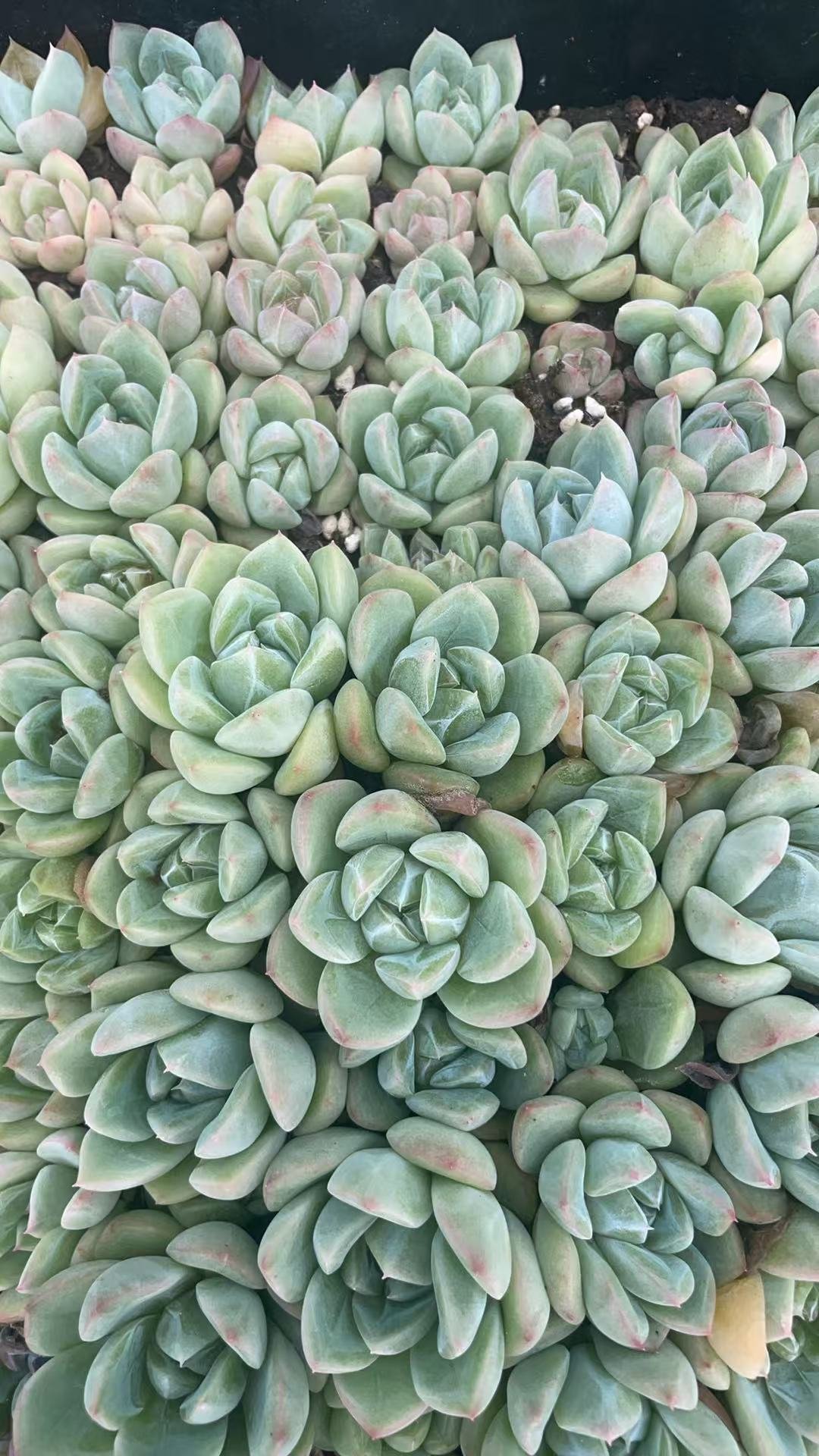 hybridization