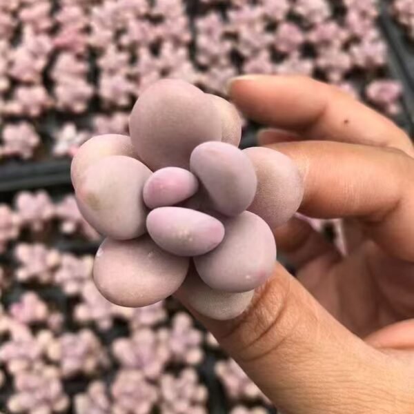 077. Graptopetalum amethystinum