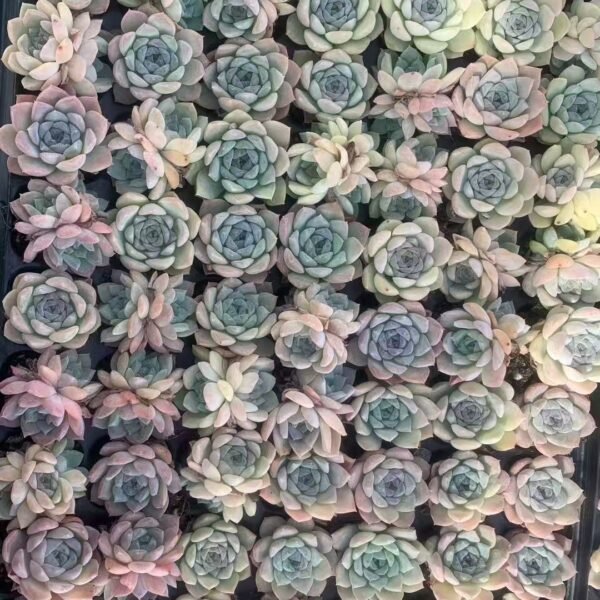 144. Echeveria Snow Beauty