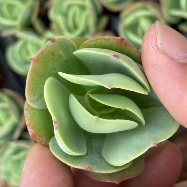071. Echeveria ‘Peach Pride’