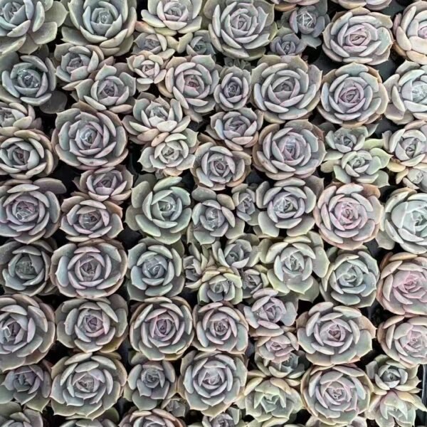 207. Echeveria ‘Lola’