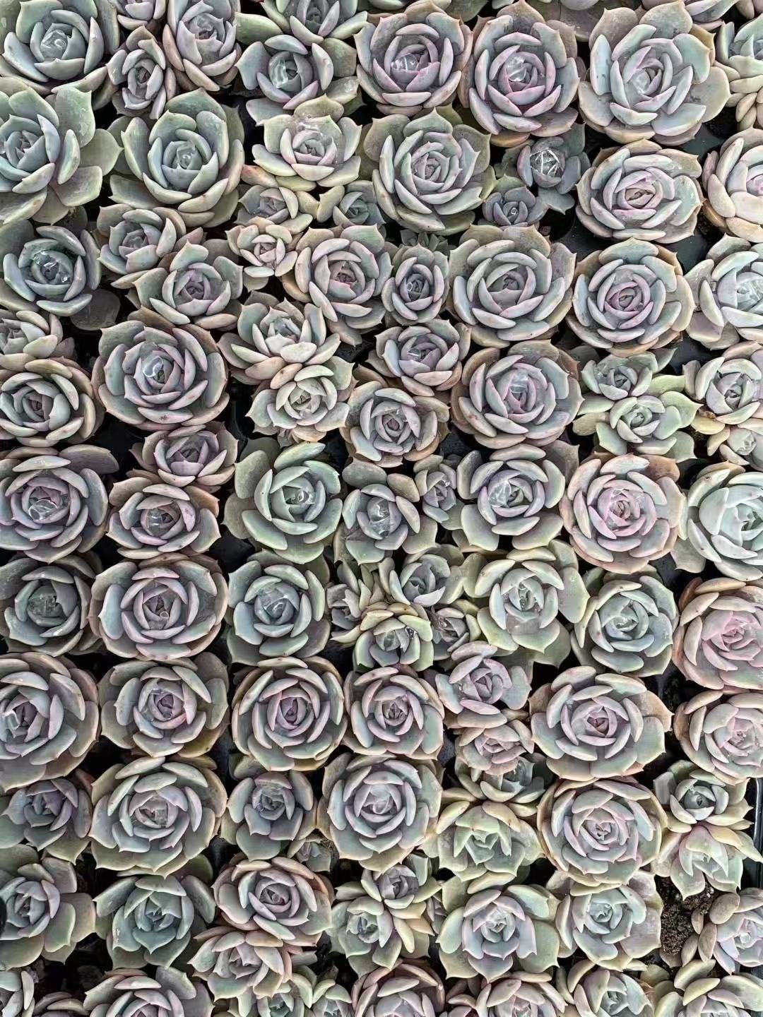 Echeveria 'Lola'