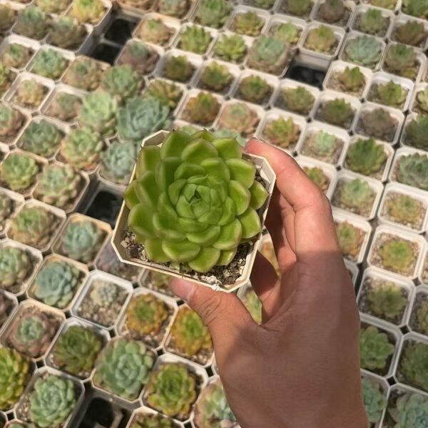146. Haworthia cooperi var. truncata f. cristata