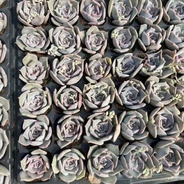 090. Echeveria lucila