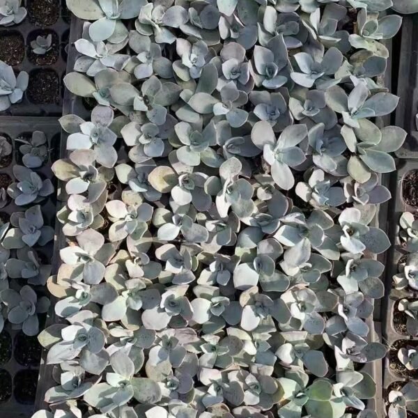 126. Echeveria cante