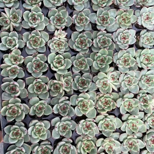 200. Echeveria Agavoides ‘Blue Dragon’