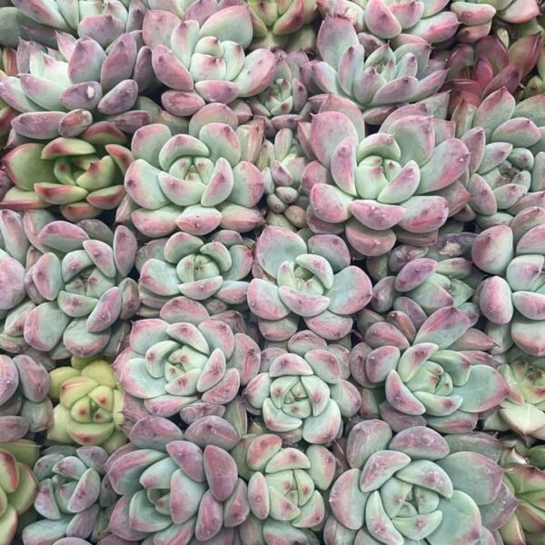 074. Echeveria chihuahuaensis