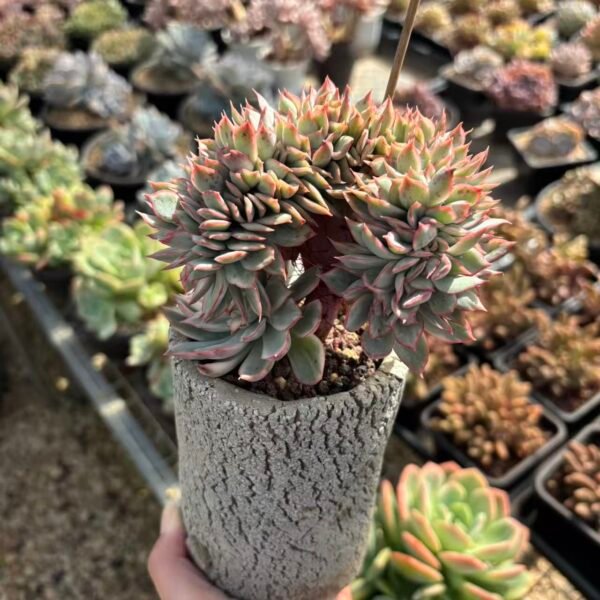 146. Echeveria 'Esther'