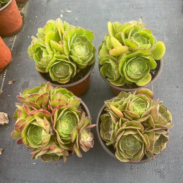 040. Aeonium 'Halloween'