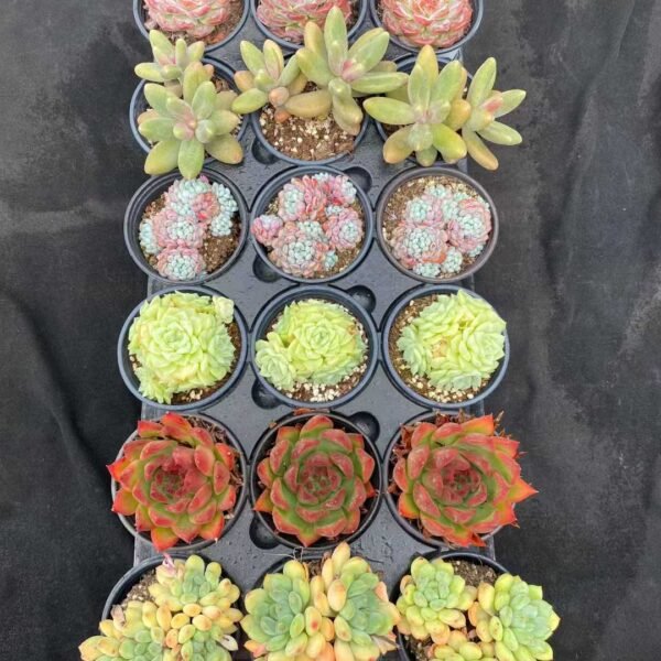 013. Mixed Platter