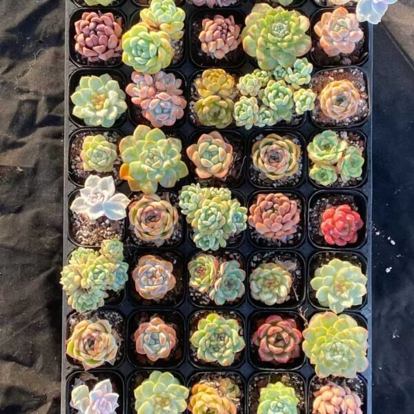 042. Mixed Platter