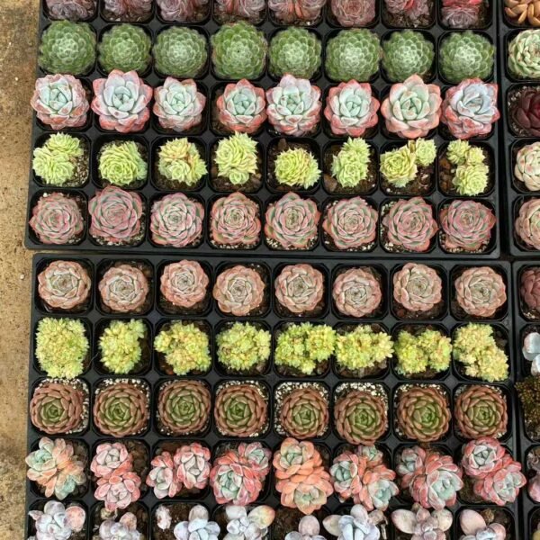 142. Mixed Platter