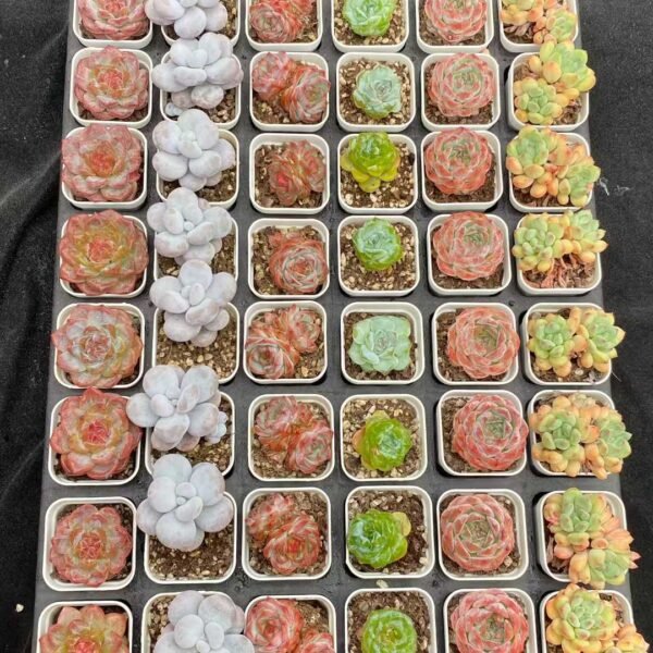 158. Mixed Platter