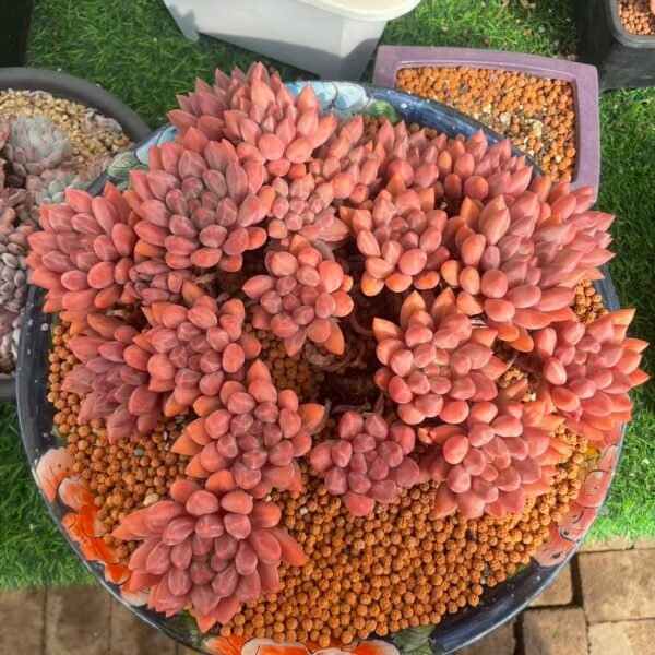 009. Pachyphytum 'Crystal Ball'