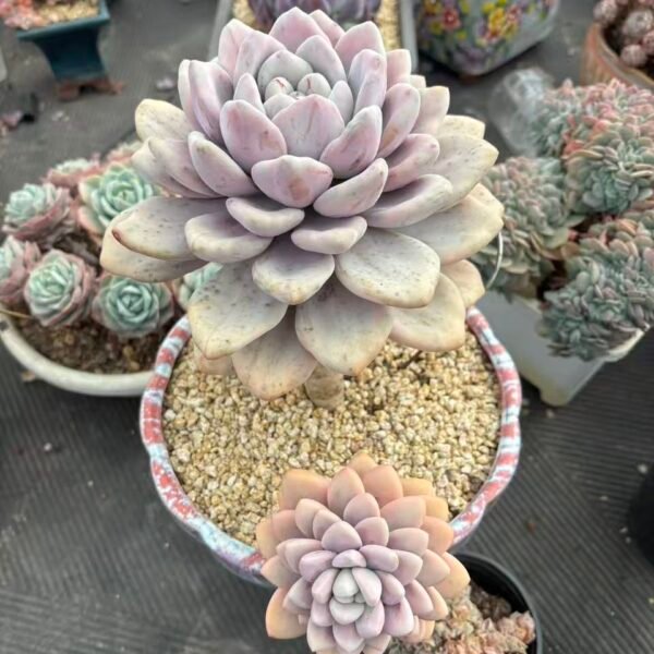 001. Graptoveria 'Opalina' Variegated