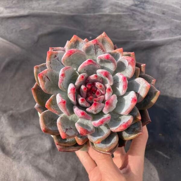 125. Echeveria 'ka'