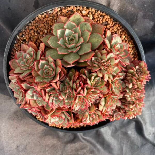 019. Echeveria 'Blazing Rose Cristata'