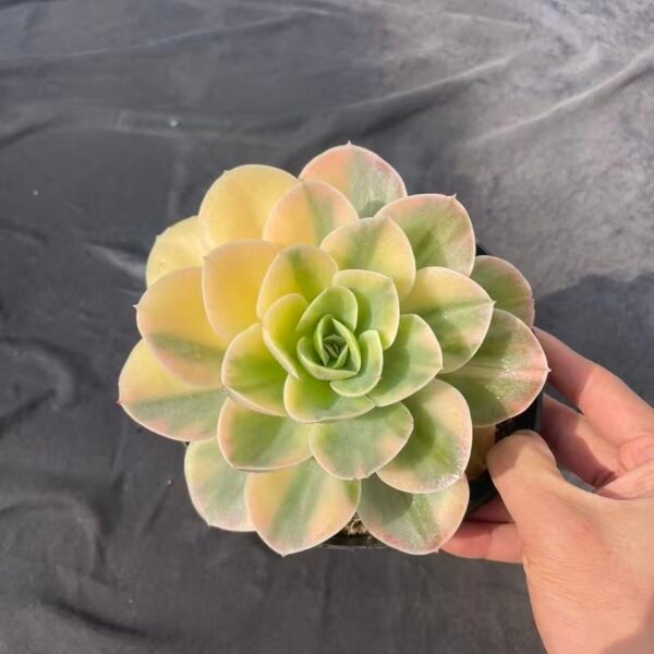 076. Echeveria agavoides 'Natalina'