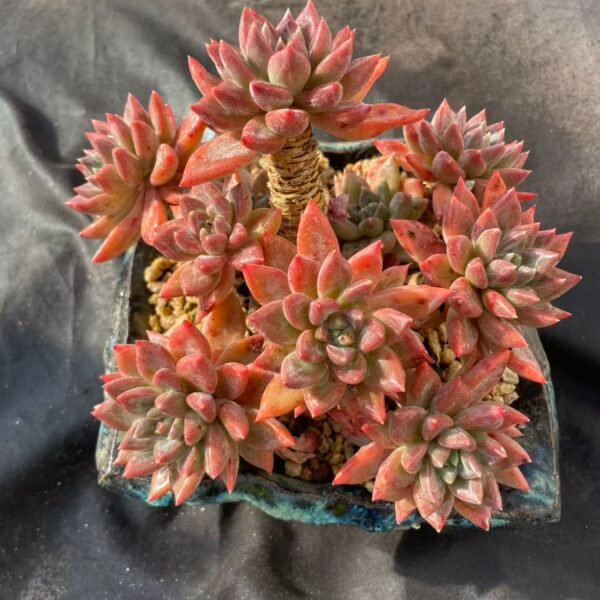 110. Echeveria 'Red Egg'