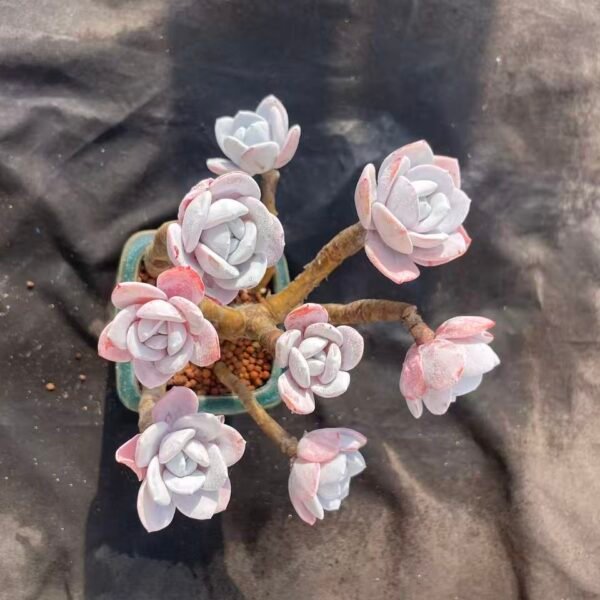 021. Echeveria 'Xue Lian' (Grafted)