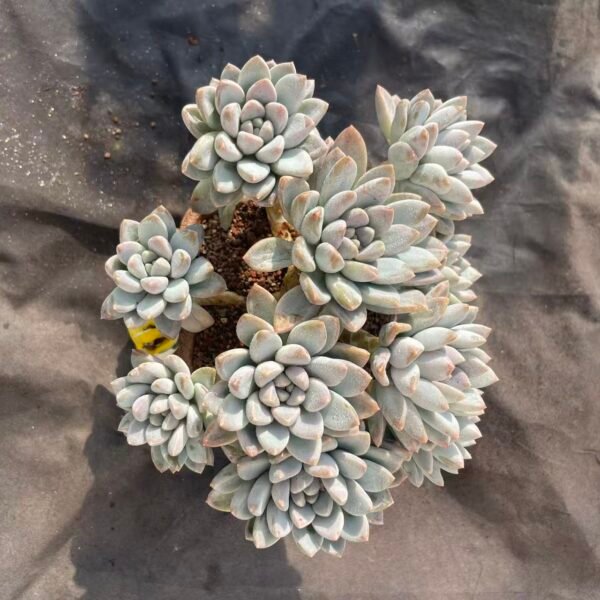 092. Echeveria 'Milk Candy'