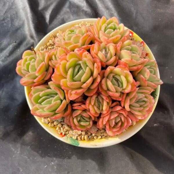 035. Echeveria 'Ice Rose'