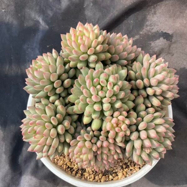 085. Echeveria 'Yan Zi Mei Ren'