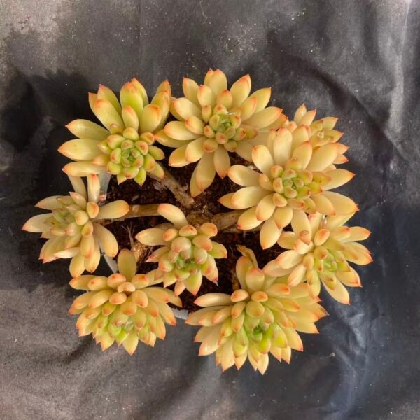 073. Echeveria 'Oracle Bone'