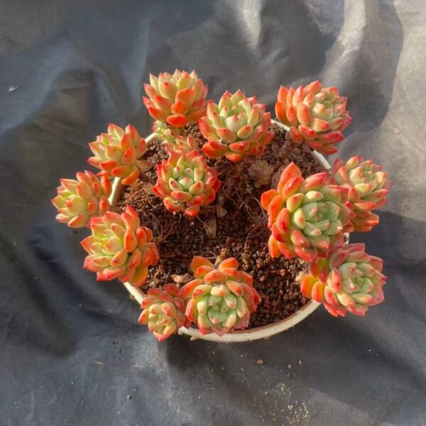 095. Echeveria 'Maca'
