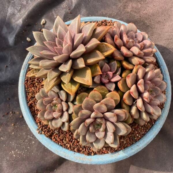 029. Echeveria 'Grape Cristata'