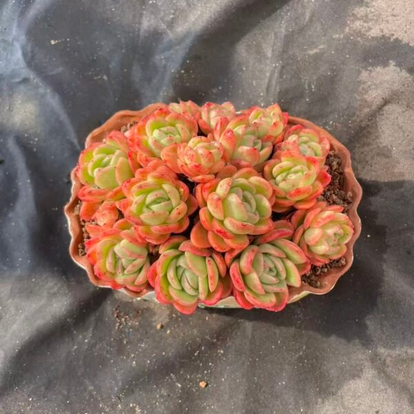 031. Echeveria 'Ice Rose'