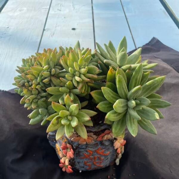 051. Echeveria 'Haiyang Zhige Cristata'