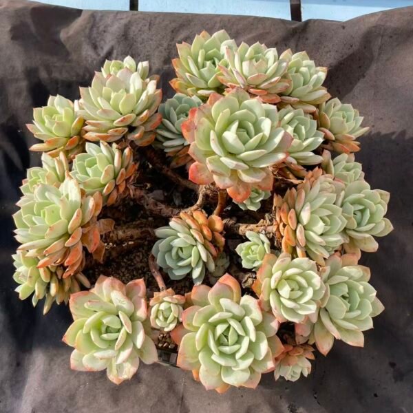 113. Echeveria 'Love Song'