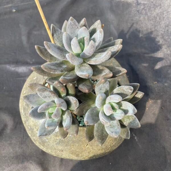 073. Echeveria Black Knight