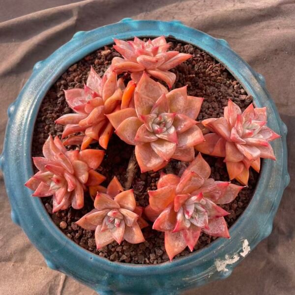 100. Echeveria 'Emerald'