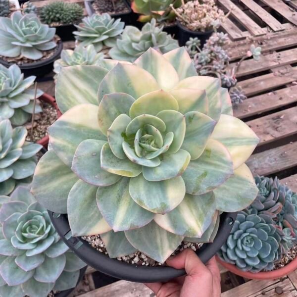 102. Echeveria'Hakuhou Variegated