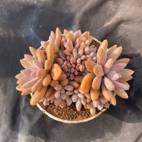 089. Echeveria 'Primitive Poppy'