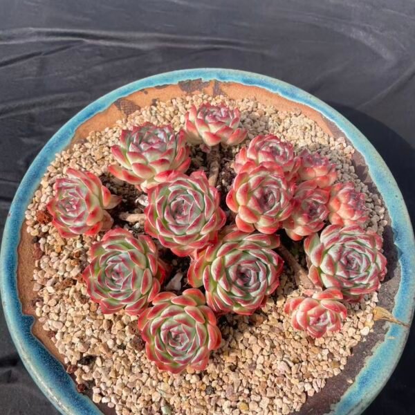 118. Echeveria sasa