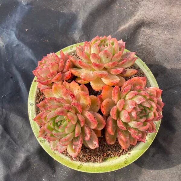 098. Echeveria 'Autumn Water'