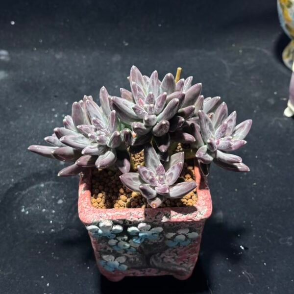 070. 凤羽美人缀