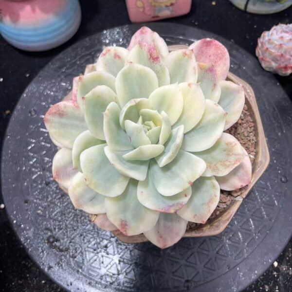 070. 小白龙锦
