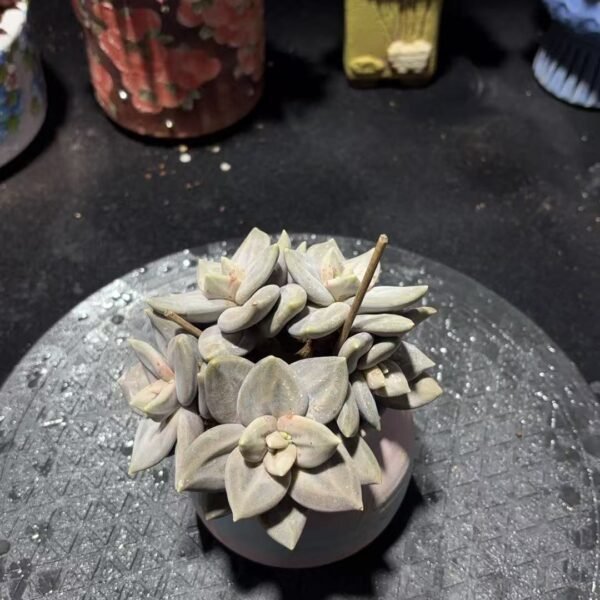 048. 惜春朵朵缀