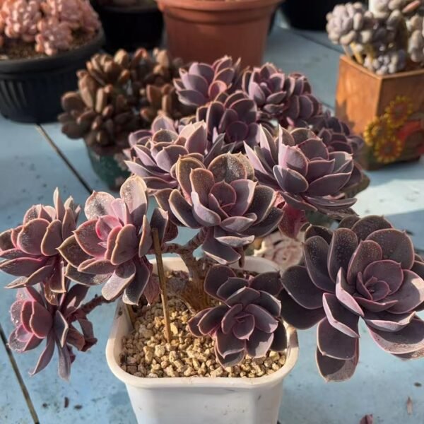 077. 紫丁香缀
