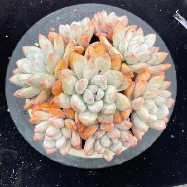 123. 香水